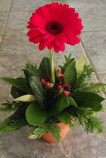 Vista frontal de un arreglo floral pequeño en una maceta de terracota. Una sola gerbera grande de color rojo brillante se alza en el centro sobre una base densa de hojas verdes, ramas de pino y pequeñas bayas rojas. El arreglo está colocado sobre un suelo de baldosas claras.