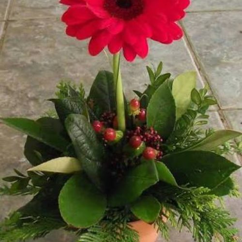 Vista frontal de un arreglo floral pequeño en una maceta de terracota. Una sola gerbera grande de color rojo brillante se alza en el centro sobre una base densa de hojas verdes, ramas de pino y pequeñas bayas rojas. El arreglo está colocado sobre un suelo de baldosas claras.